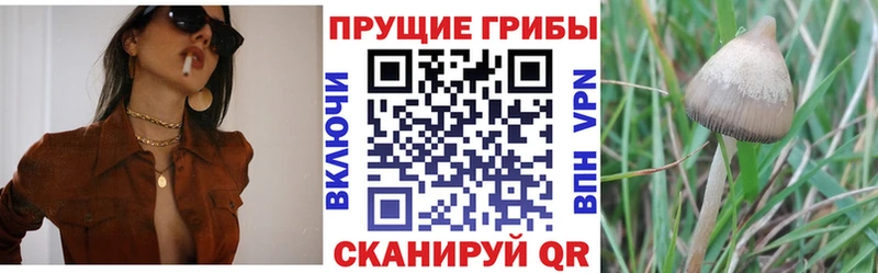 цены наркотик  Кедровый  ссылка на мегу онион  Псилоцибиновые грибы Magic Shrooms 